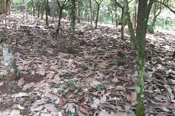 1 Day cocoa farm tour - Key points at a glance