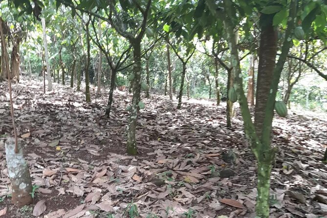 1 Day cocoa farm tour - Walking beneath the cocoa canopy