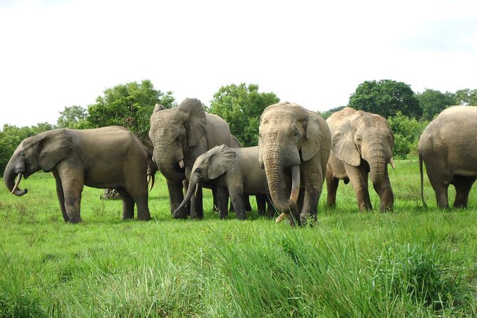 15-Day Ghana Wildlife Private Tour - Key reasons to consider this Ghana wildlife tour