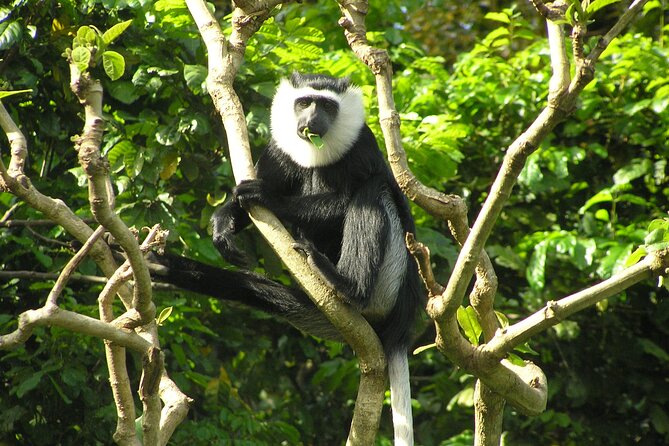 15-Day Ghana Wildlife Private Tour - Arrival near Shai Hills on day one