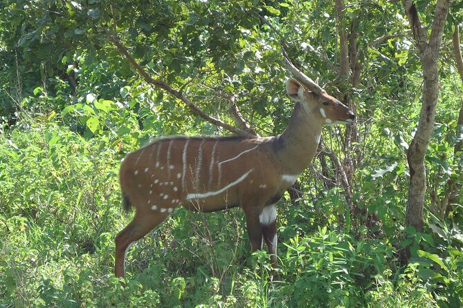 15-Day Ghana Wildlife Private Tour - Kakum’s canopy walkway and long forest nights