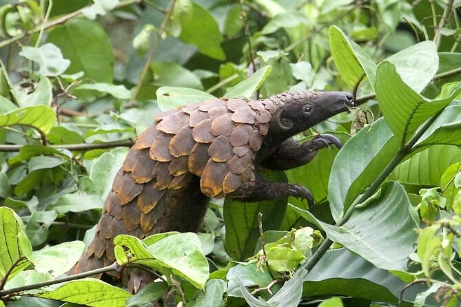 15-Day Ghana Wildlife Private Tour - Remote Ankasa camp and Ghana’s best forest