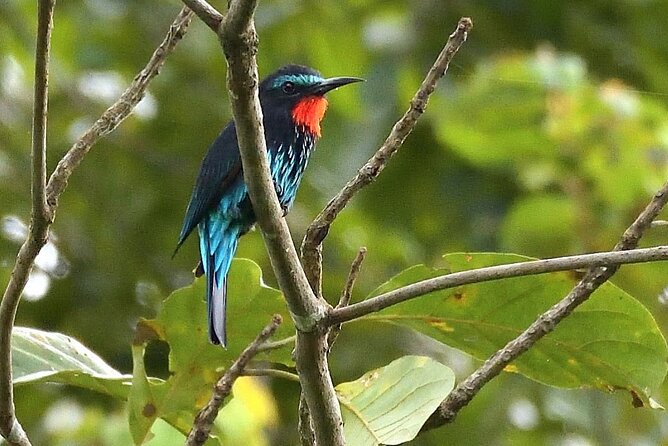 15-Day Ghana Wildlife Private Tour - The long move north to Mole