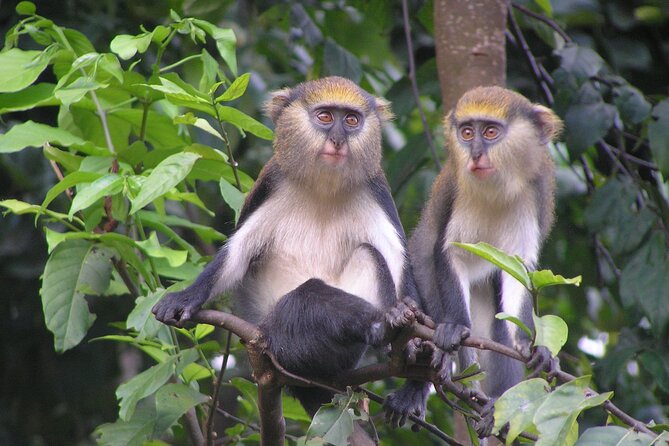 15-Day Ghana Wildlife Private Tour - Shai Hills and the road to Kakum