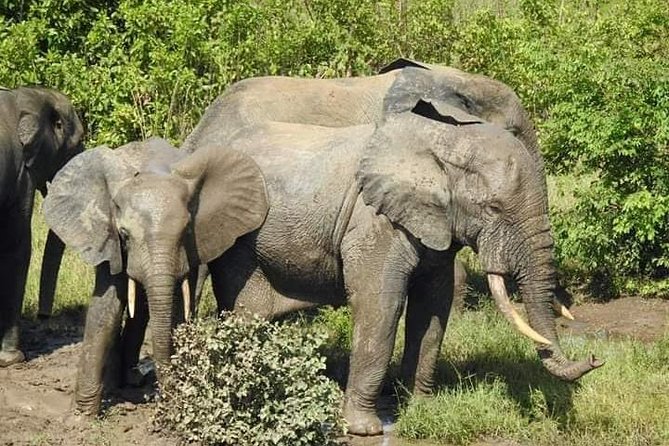 2 Days (1 night) Elephants Safari at Mole Park with Round - trip flights - Key points to know before booking