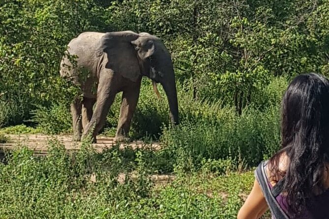 2 Days (1 night) Elephants Safari at Mole Park with Round - trip flights - Overnight inside Mole National Park