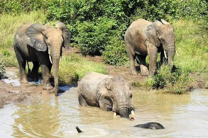 2 Days (1 night) Elephants Safari at Mole Park with Round - trip flights - Larabanga ancient mosque and northern Ghanaian culture