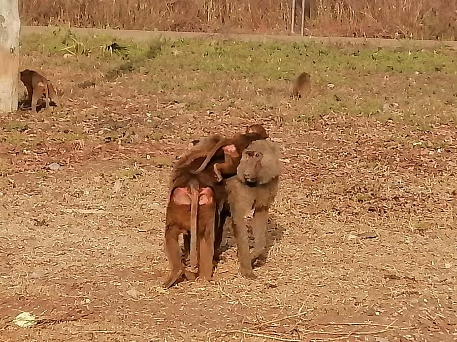 3 Days Elephant Safari at Mole Park with round trip flights - Flying north from Accra to Tamale