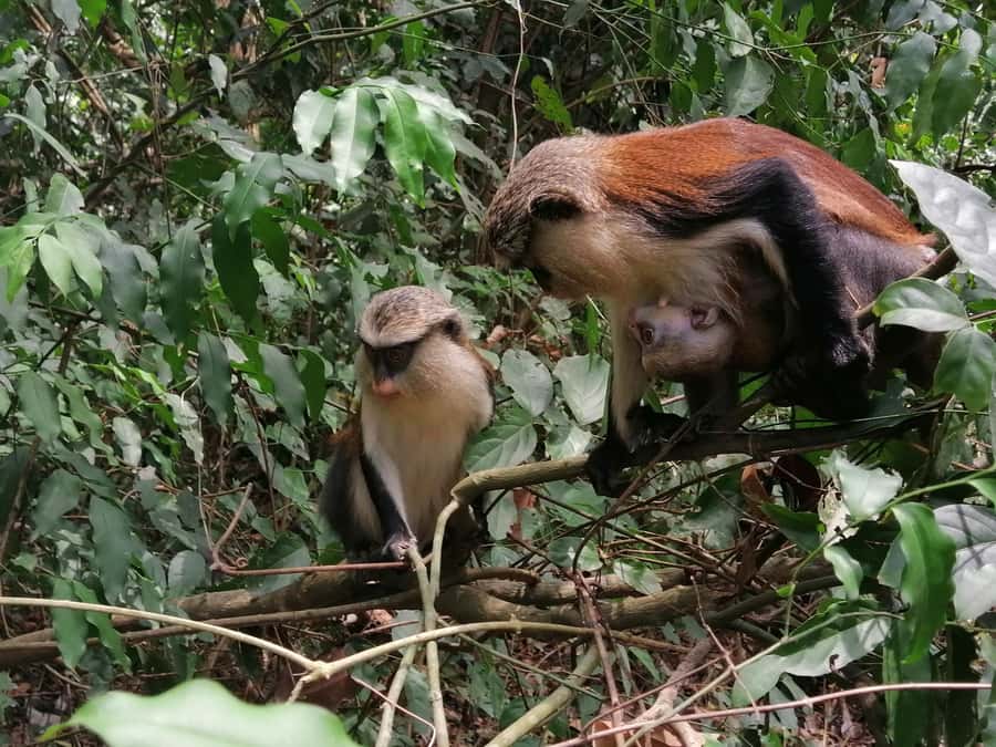 3 Days Elephant Safari at Mole Park with round trip flights - Who will get the most from this trip