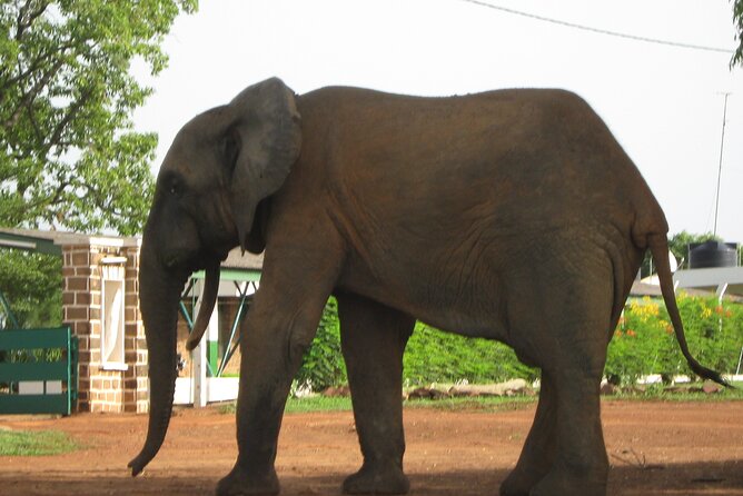 3 Days Elephants Safari at Mole Park with Round - trip flights - Day three: Jeep safari, Tamale, and leather work