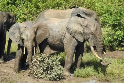 3 Days Elephants Safari at Mole Park with Round – trip flights
