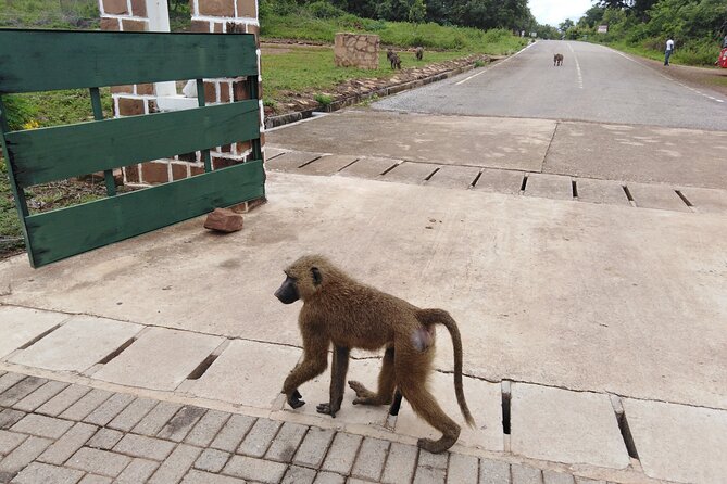 3 Days Elephants Safari at Mole Park with Round - trip flights - Weather, cancellation, and useful planning points