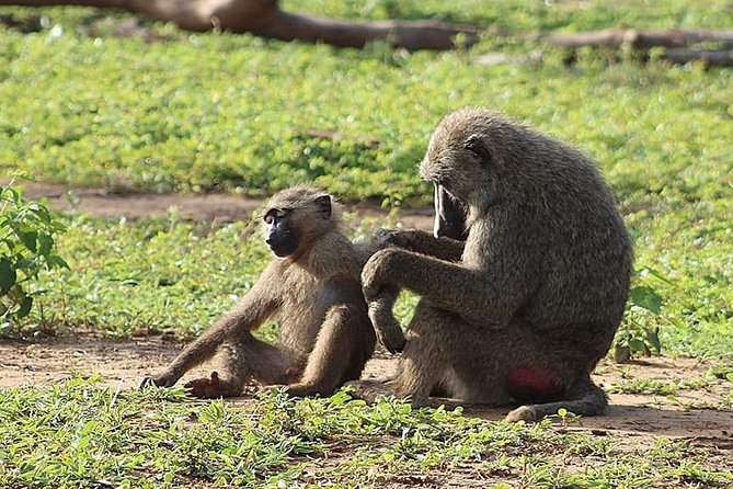 3 Days Sunrise Elephant Safari-Mole Park with -Round Trip Flight - Why Mole National Park is worth the trip north