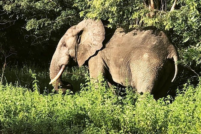3 Days Sunrise Elephant Safari-Mole Park with -Round Trip Flight - The guide makes a big difference