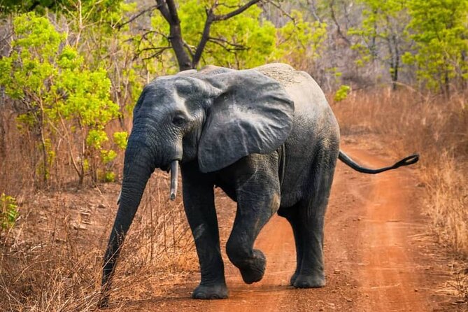 3 Days Sunrise Elephant Safari-Mole Park with -Round Trip Flight - Who will get the most from this three-day trip
