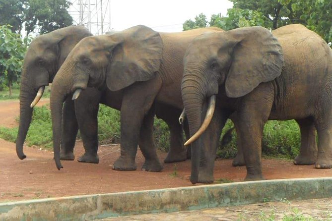 5 Days Adventurous Wildlife Safari - Day 1: Flying to Tamale and entering the park