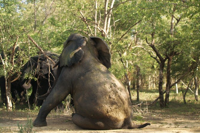 7days/6nights Eco Tourism - Day 6: Two Mole safaris and Larabanga Mosque