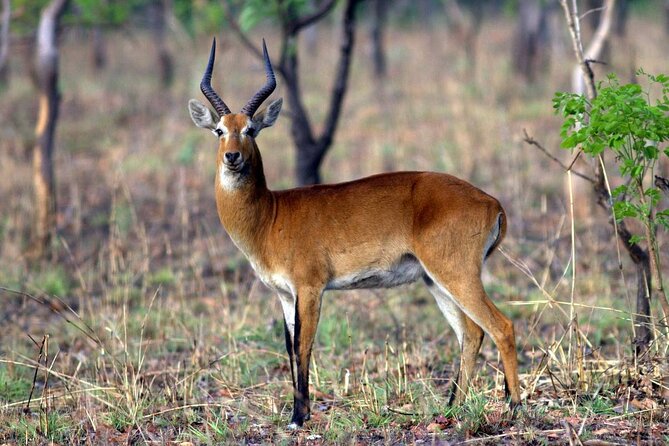 9 Day Ghana Wildlife and Culture Tour - Mole National Park: elephants, monkeys, and a canoe safari
