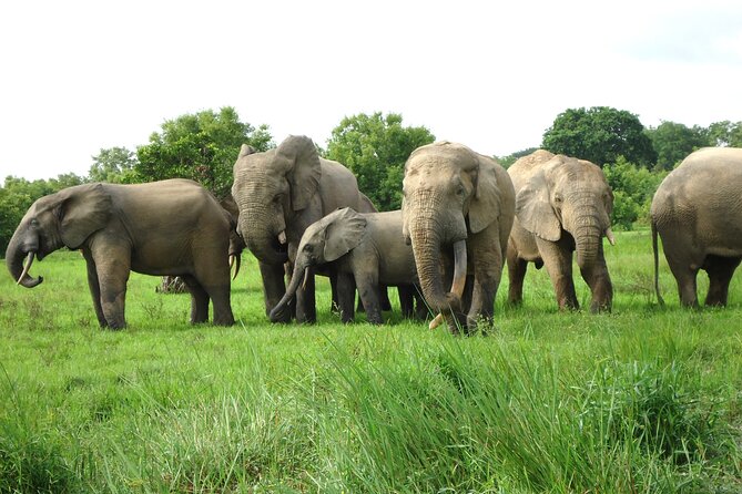 9 Day Ghana Wildlife and Culture Tour - Kumasi and the living traditions of Asante country