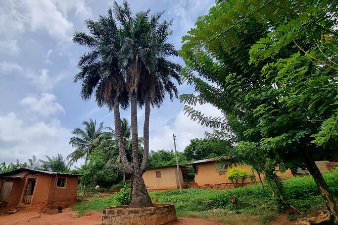 Aburi Botanic Gardens, Boti Falls,Umbrella Rock & Cocoa Farm Tour - Boti’s three-headed palm