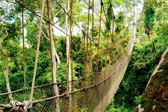 Accra and Cape Coast Escape - Kakum National Park and its 30-meter canopy walkway