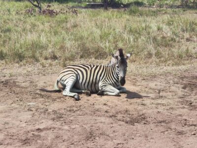Accra: Half day private safari with pick up