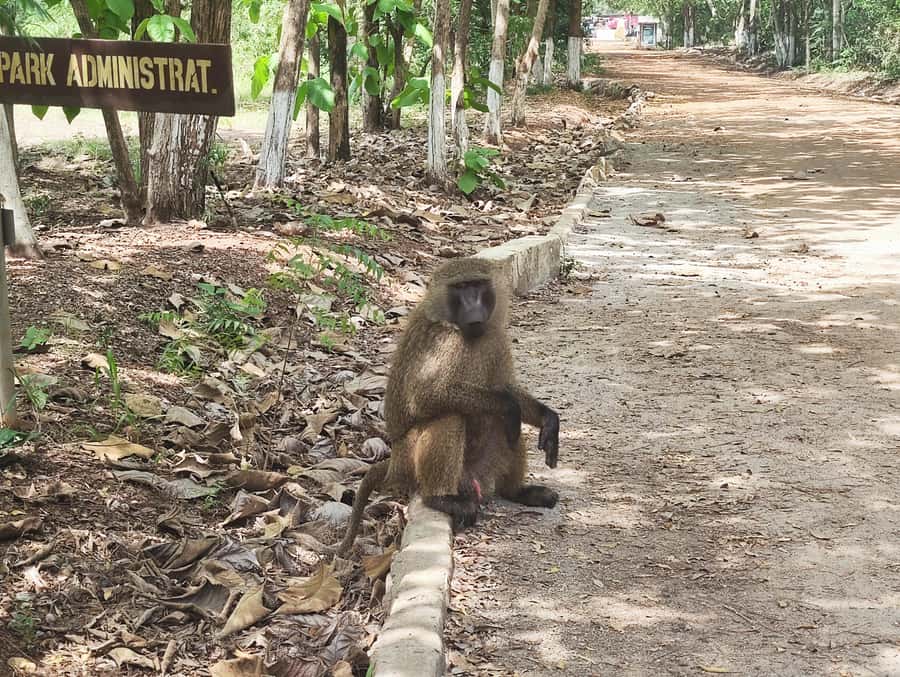 Accra: Half day private safari with pick up - Who should choose this half-day outing?