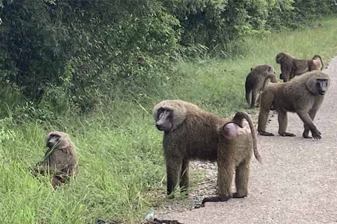 Accra Safari at Shai Hills and Boat Cruise + Cedis Beads - Who should book this experience?