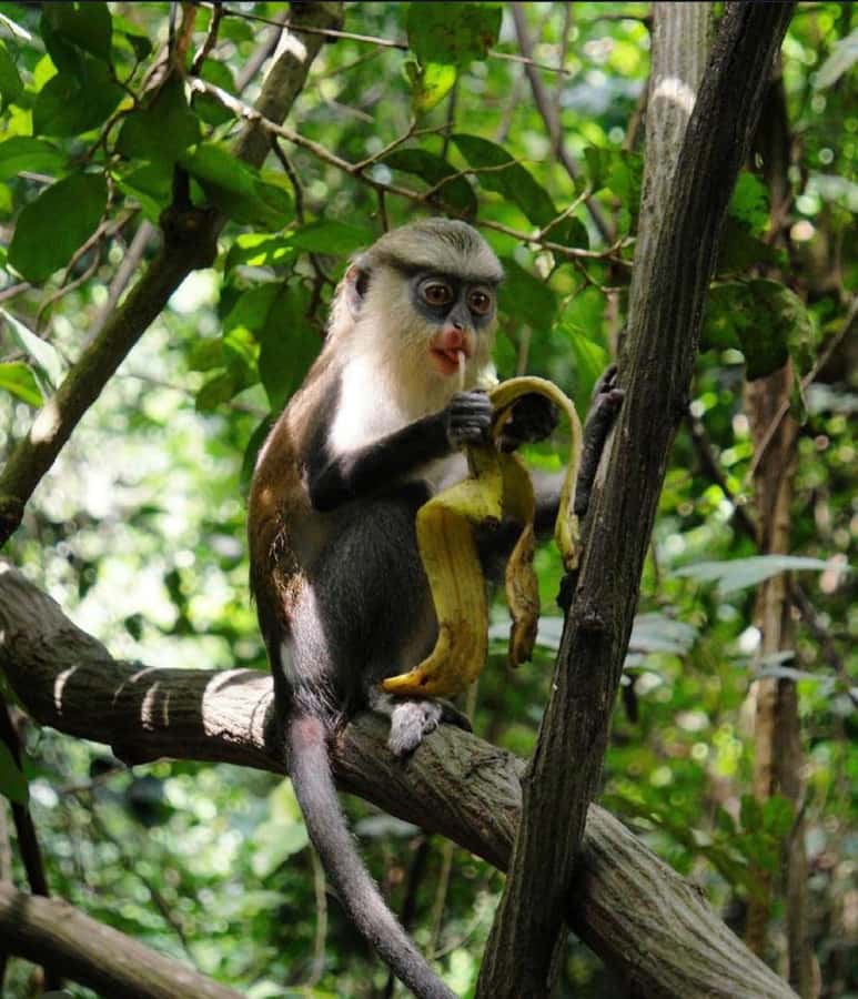Accra: Tafi Kente Village, Monkey Sanctuary &Wli Waterfalls - Key points to know before you book