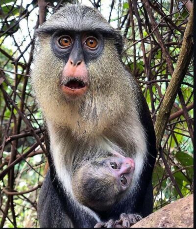 Tafi Kente Village, Monkey Sanctuary &Wli Waterfalls
