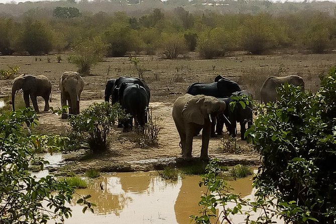 Bird watching tours , cultural and historical tours of Ghana. - Transport, timing, and physical effort