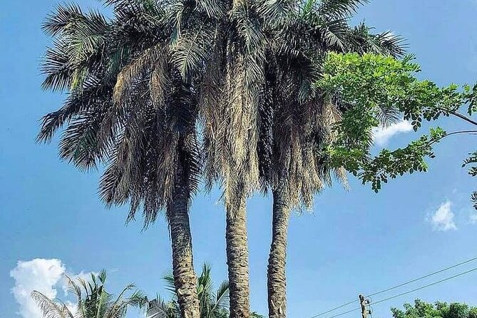Boti Falls, Botanic Gardens, Cocoa Fam, Umbrella Rock Experience - The three-headed palm tree near Boti