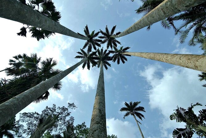 Boti Falls, Umbrella Rock, Aburi Gardens & Cocoa Farm Day Tour - Four Eastern Region stops from Accra