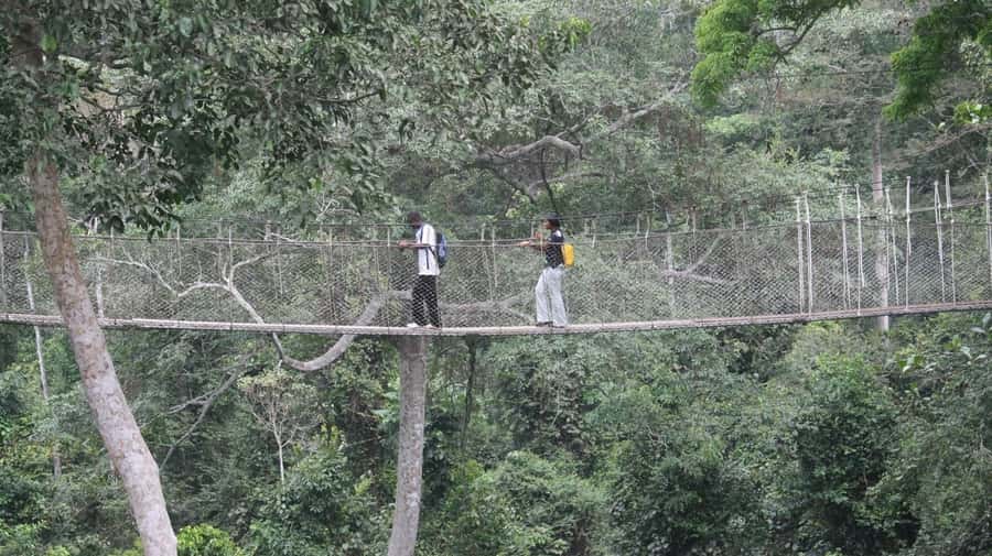 Cape Coast: Kakum National Park, Castles, & Hans Cottage - Kakum National Park and the 30-meter canopy walk