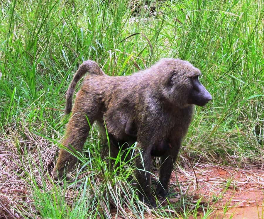 Discover Nature at Shai Hills - Adventure Full Day Trip - What the $164 price really covers
