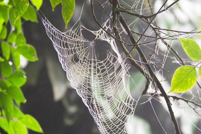 Escape Accra City to Aburi Gardens and Tetteh Quarshie Cocoa Farms - Private transport, pickup, and the half-day schedule