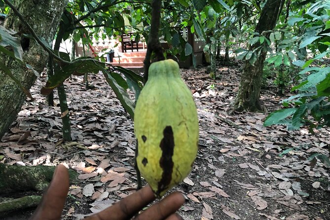 Experience Boti Waterfalls, Aburi Botanical Gardens & Tetteh Quarshie Cocoa Farm - The Boti Hills hike requires a clear head