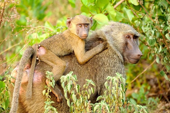 Experience Northern Ghana In 10-Days - Key things to know before booking