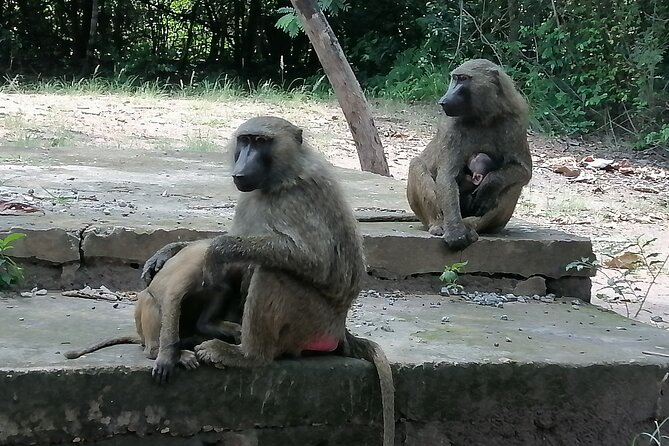 Full-Day Accra Safari and Boat Cruise Private Tour - Lunch beside the lake