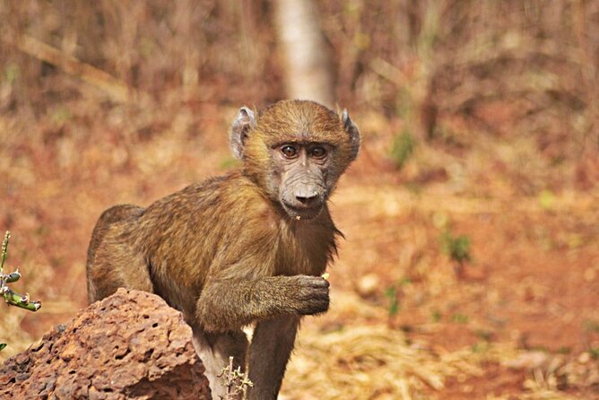 Full-Day Accra Safari and Boat Cruise Private Tour - What the $285.28 price really buys