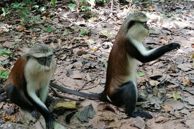 Full-Day Wli water Falls and Monkey Sanctuary Private Tour - Leaving Accra at 5:30 or 6:00 am