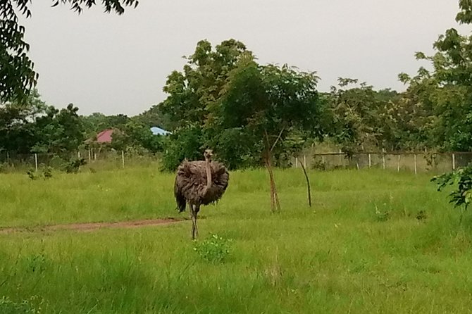 Half-day Accra Safari Tour - What $162.06 per person buys you