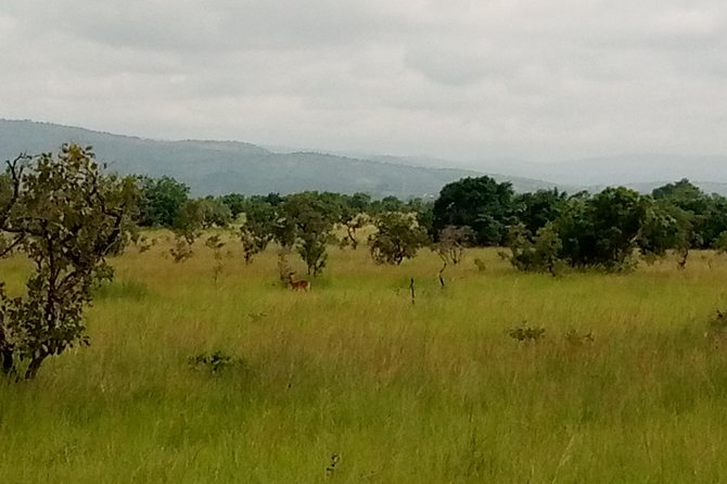 Half-day Accra Safari Tour - Who will enjoy this outing most