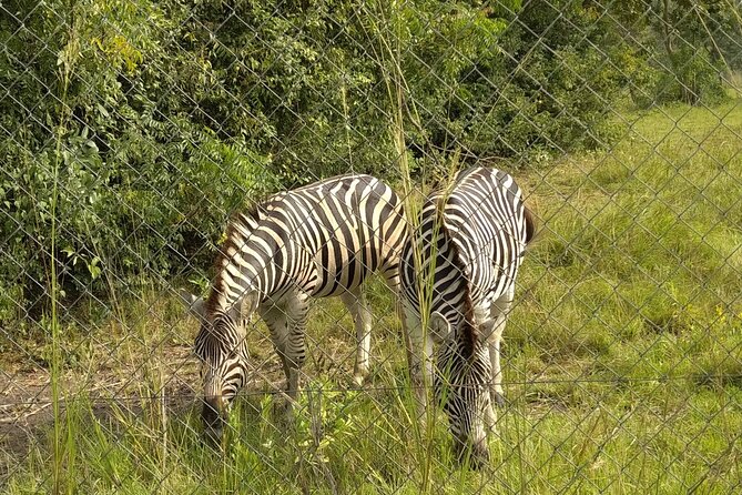 Half-day Accra Safari Tour - Booking, cancellation, and basic details