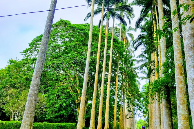 Nature Thrills - Aburi Botanical Gardens: plants with a past