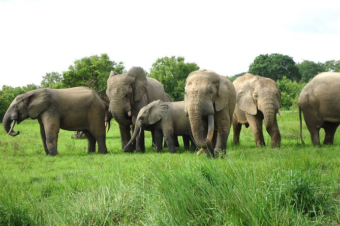 Private Multi-Day Ghana Tour about Culture History and Wildlife - 7 Days - Why this seven-day route works