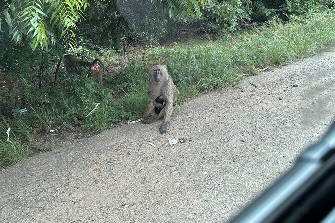Shai Hills Safari - Hike & See Animals - The animal viewing section