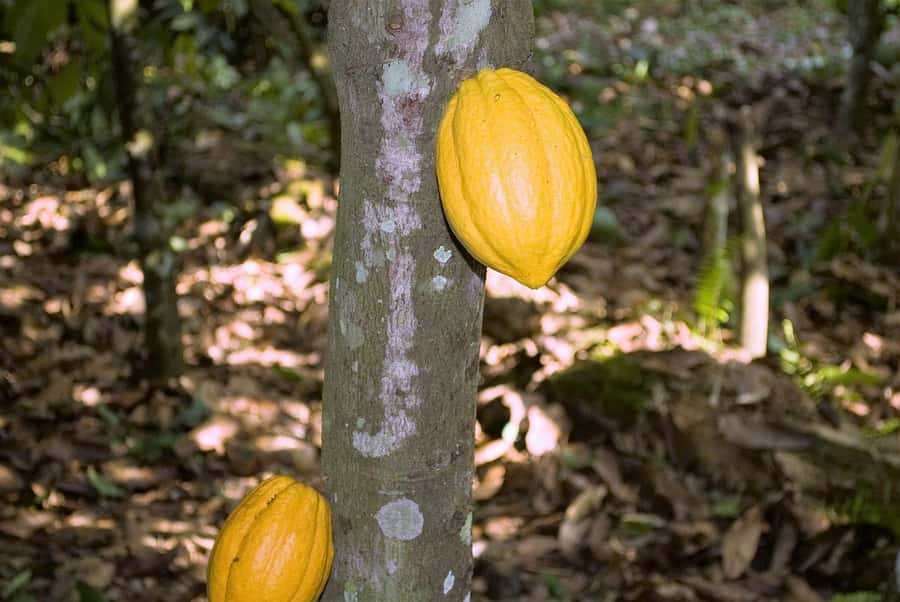 Visit Aburi Garden, Tetteh Quarshie Cocoa Farm & Waterfall - Leaving Accra for the Aburi Hills
