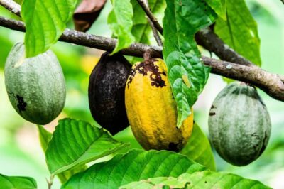 Visit Aburi Garden, Tetteh Quarshie Cocoa Farm & Waterfall